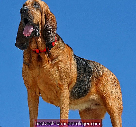 Bloodhound Spirit Animal