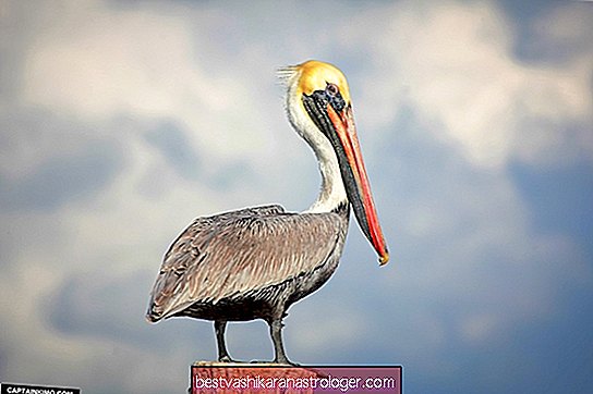 The Pelican Spirit Animal
