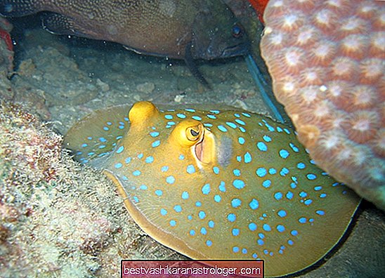 Stingray Spirit Animal