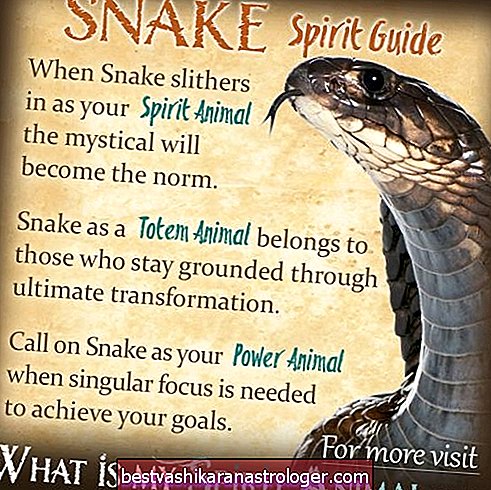 The Snake Spirit Animal